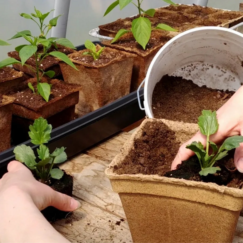 cow dung plant pots CowPots Biodegradable Planting Pots - 5" Square