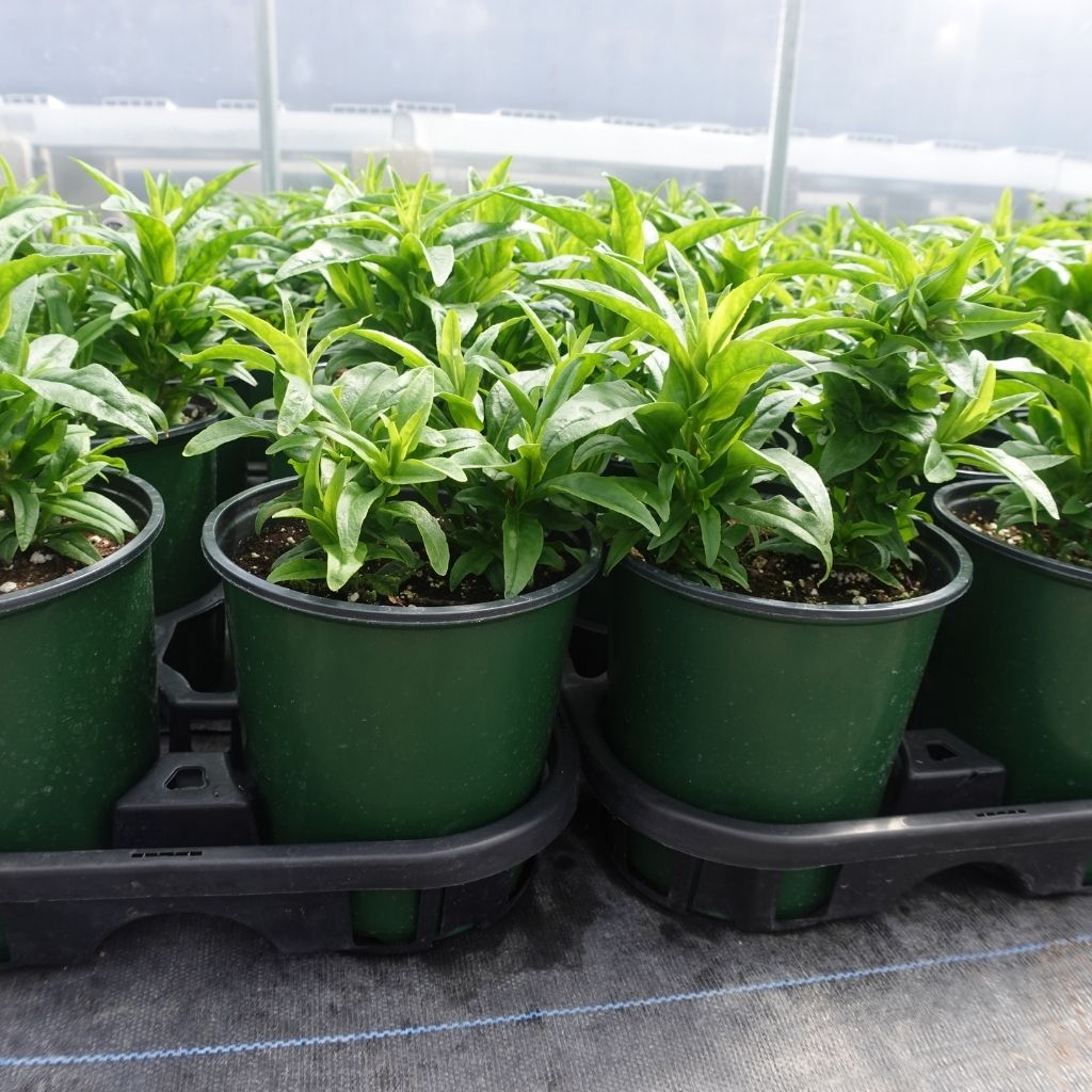 1 gallon plastic planter 1 Gallon Nursery Pot - Thermoform Shuttle Pot - Green - 270 Count