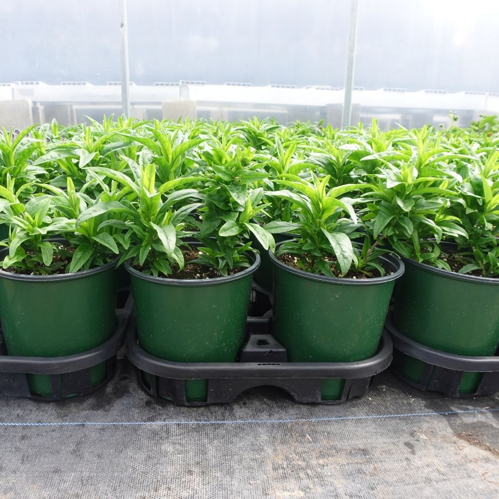 plant trays and pots Thermoform One Gallon Shuttle Pot Carry Tray
