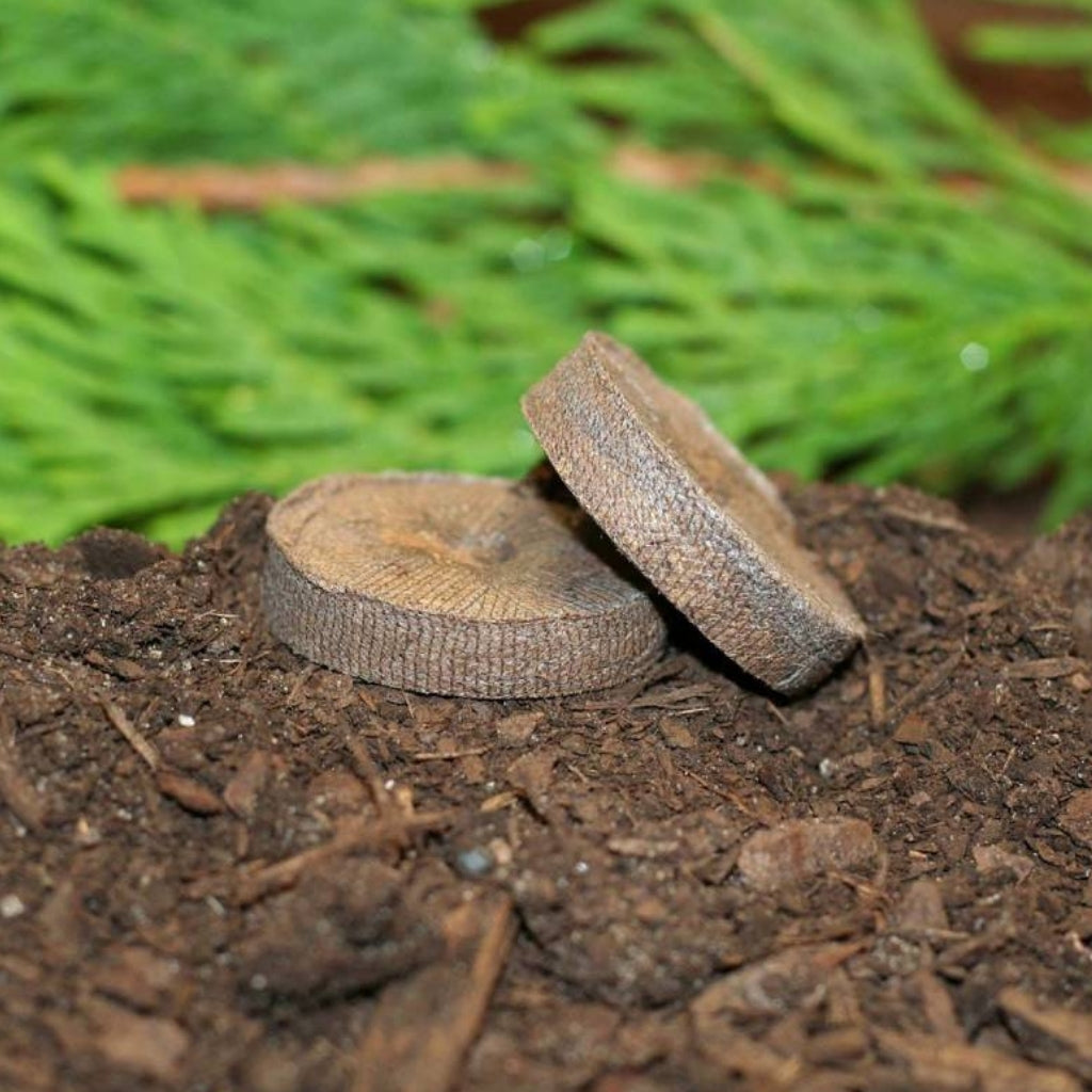 planting seeds in jiffy peat pellets Jiffy-7 Peat Pellets #736 - 36mm Round