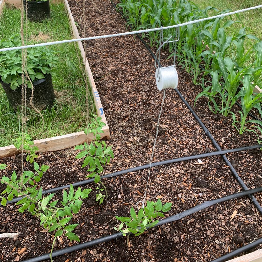 Tomato RollerHook with Wire Frame and 32 meter Twine