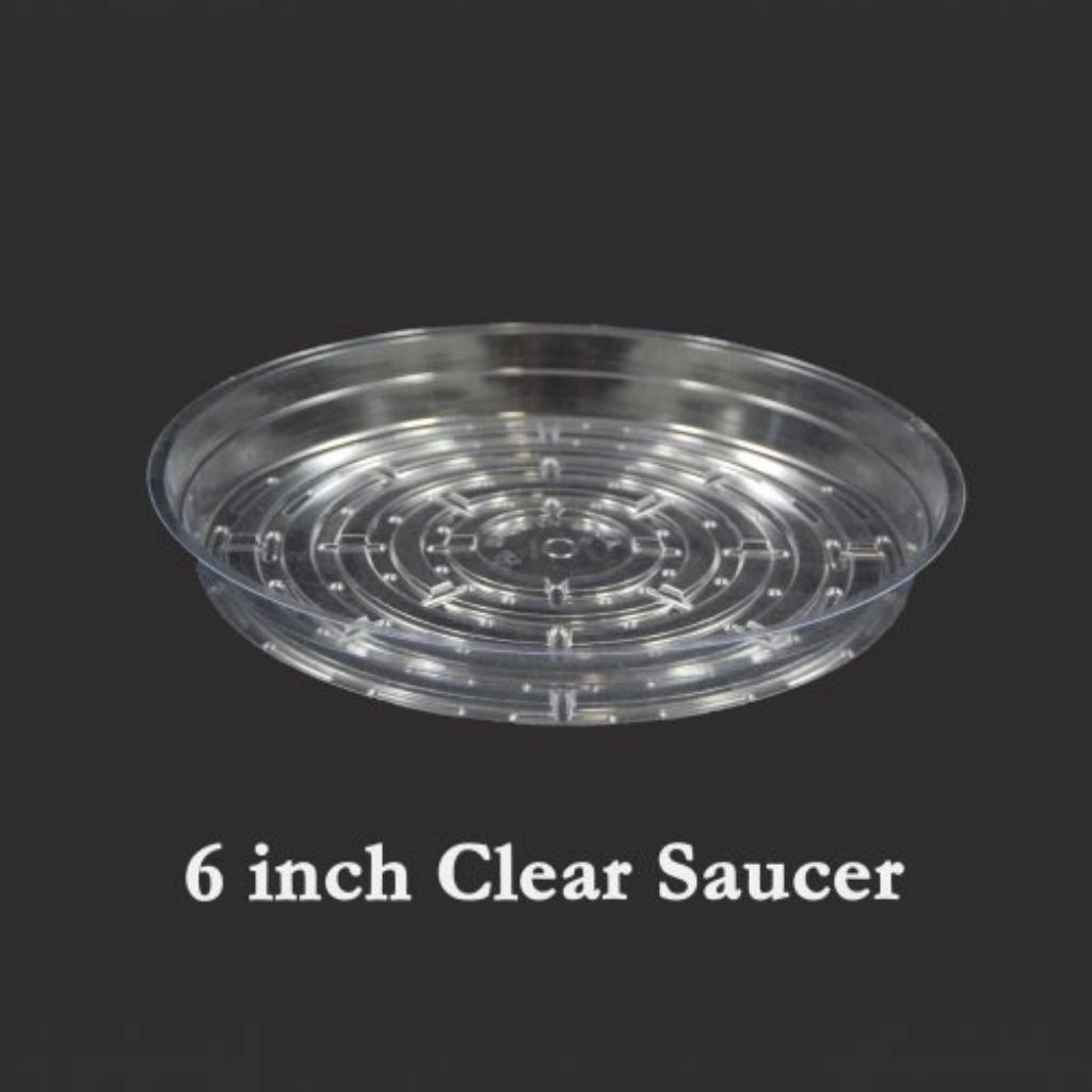 6&quot; Clear Vinyl Plant Saucers - Curtis Wagner