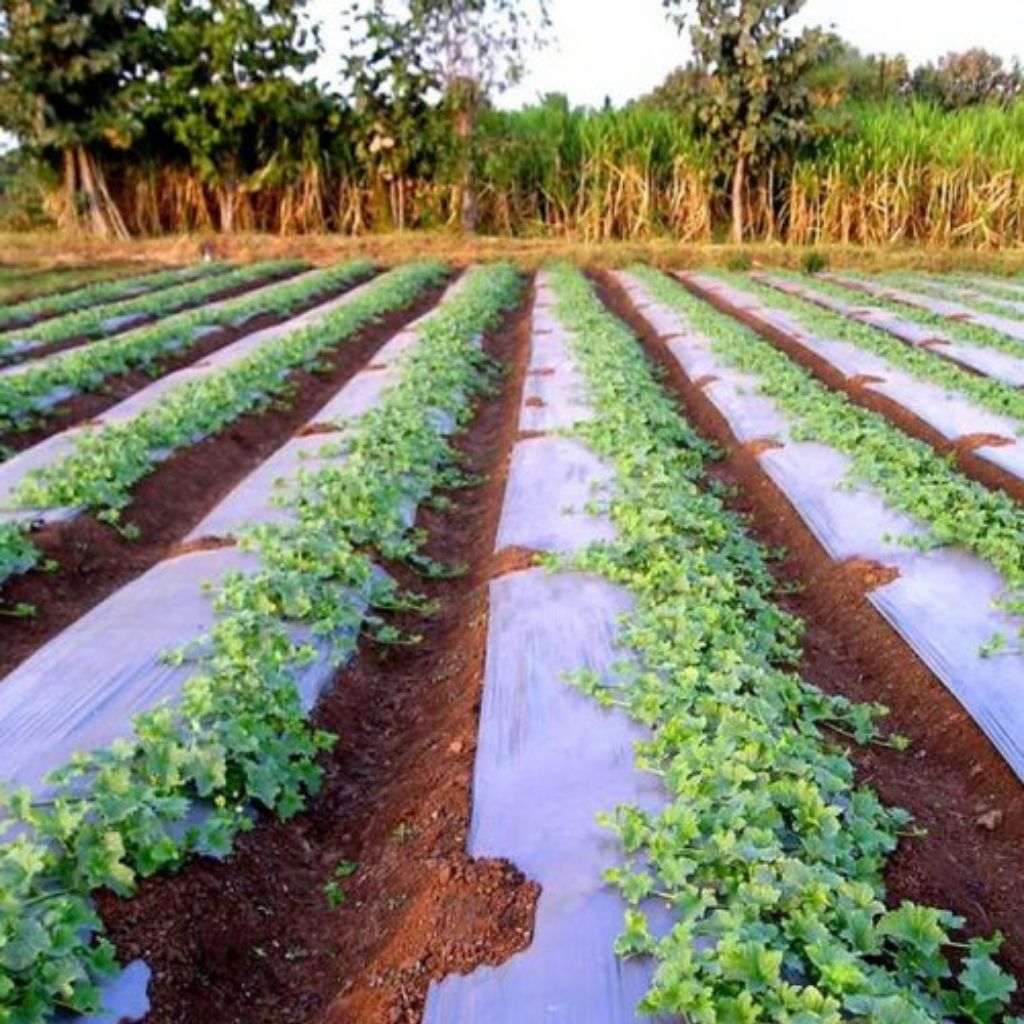planting in plastic mulch Silver Metallic Plastic Mulch 1.0 mil