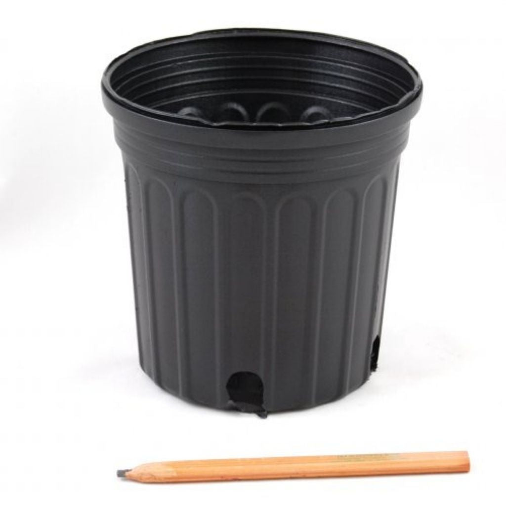 two gallon plant pot 2 Gallon Trade Black Nursery Pots