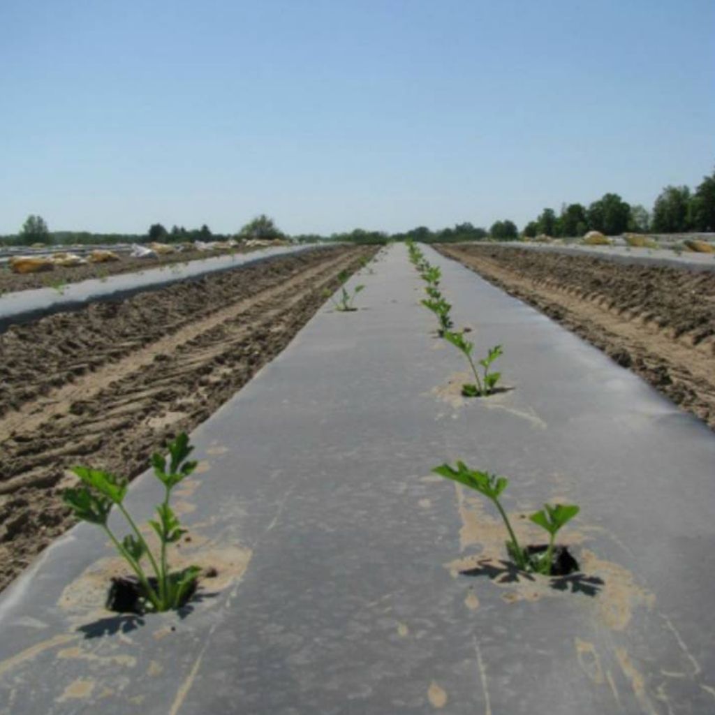 Oxo-Degradable Black Plastic Mulch 0.5 mil