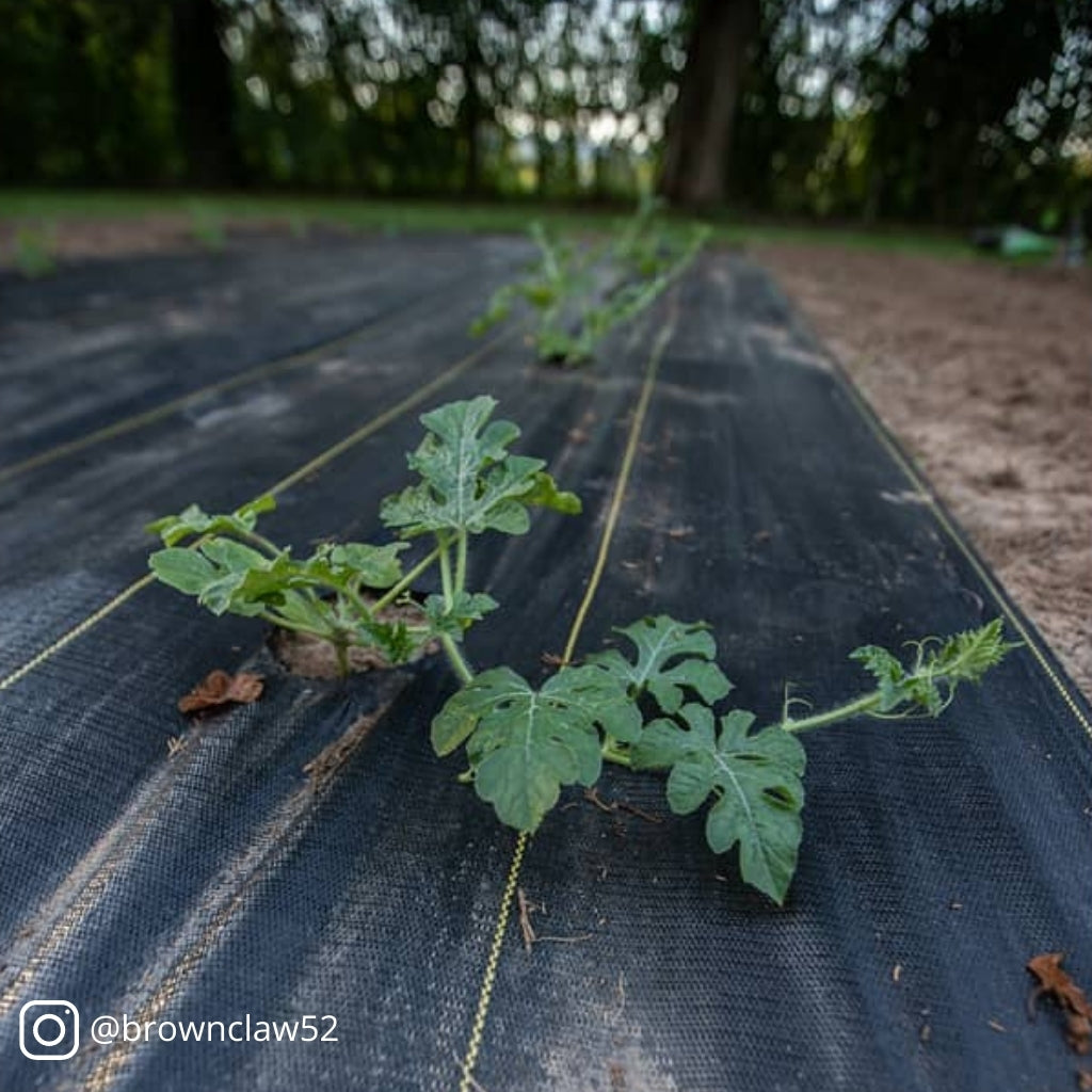 GardenWool® Plant Blanket