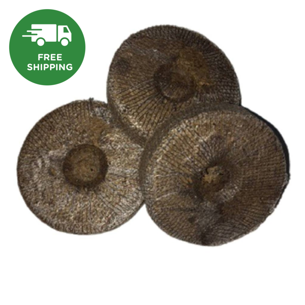 Come Utilizzare Palline Di Torba Per Le Istruzioni Di Coltivazione Delle Piantine Passo Versare O Compresse Cocco Con Acqua Bollita Image213090746 - Foto 6