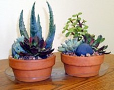 plastic window sill plant trays Clear Vinyl Window Sill Plant Trays - Curtis Wagner